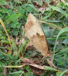 Meadow-Brown